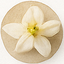 Vanilla